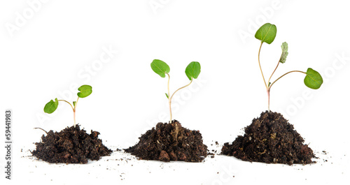 Photo: Saplings on white background Saplings on white background