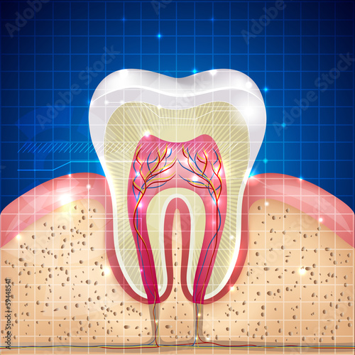 Vector: Beautiful tooth cross section illustration Beautiful tooth cross section illustration