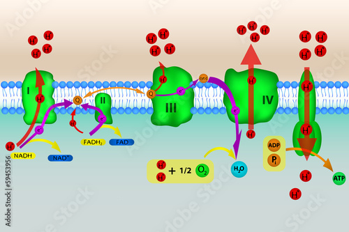 Vector: Electron transport chain Electron transport chain