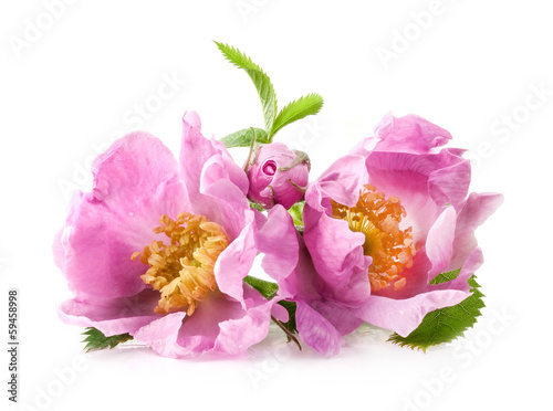Photo: Dog rose (Rosa canina) flowers isolated on white background Dog rose (Rosa canina) flowers isolated on white background