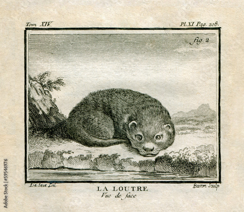 Illustration: otter otter