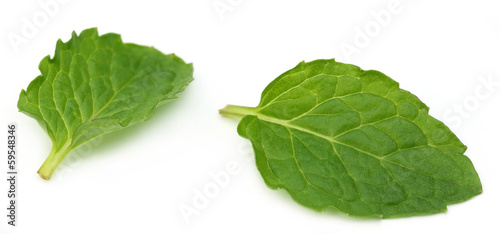 Photo: Fresh mint leaves Fresh mint leaves
