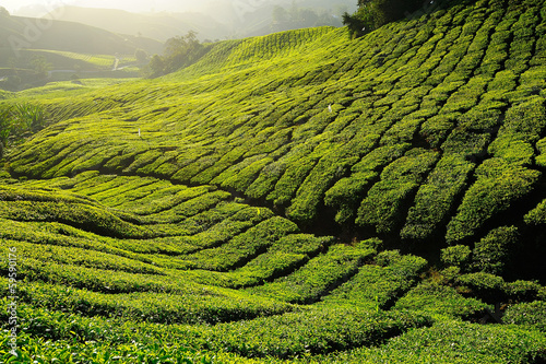 Photo: Tea Plantation Pattern on the Hill Tea Plantation Pattern on the Hill