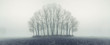 Small forest in autumn foggy day Small forest in autumn foggy day