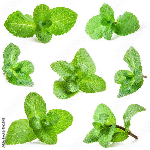 Photo: Collection of Fresh mint isolated on white Collection of Fresh mint isolated on white