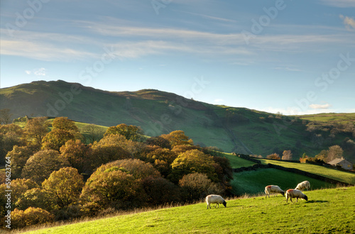 Photo: Sheep in autumnul English rural scene Sheep in autumnul English rural scene