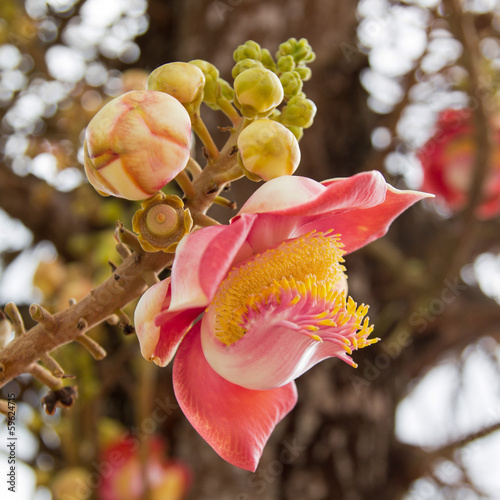 Photo: Cannonball flower Cannonball flower