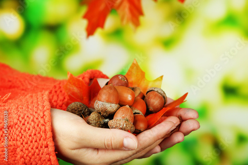 Photo: Man hands with acorns, on bright background Man hands with acorns, on bright background