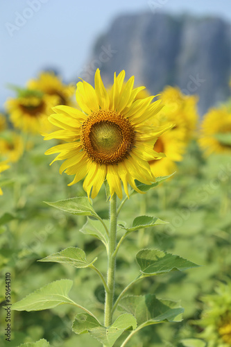 Photo: sunflower in field sunflower in field