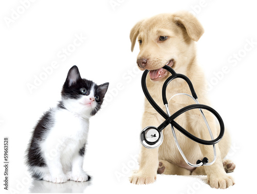 Photo: puppy and kitten puppy and kitten