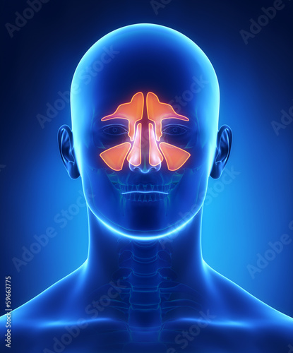 Illustration: Sinuses anatomy Sinuses anatomy