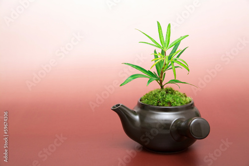 Photo: 苔盆栽 苔盆栽