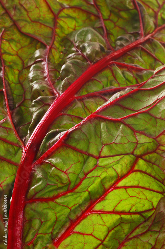 Photo: beet leaves. beet leaves.