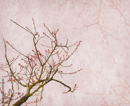 Photo: plum blossom on old antique vintage paper background plum blossom on old antique vintage paper background