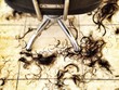 hairs in the salon hairs in the salon