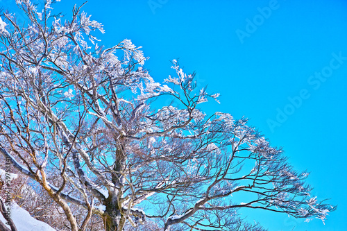 Photo: 塔の岳の樹氷 塔の岳の樹氷