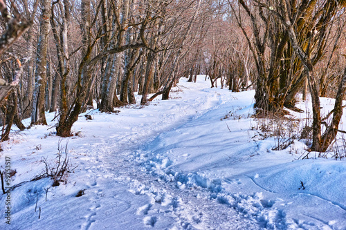 Photo: 冬山の登山道 冬山の登山道