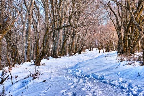 Photo: 雪山の登山道 雪山の登山道