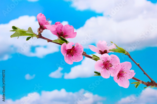 Photo: beautiful pink peach blossom on blue sky background beautiful pink peach blossom on blue sky background