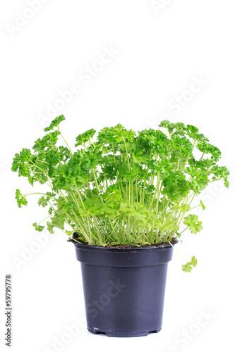Photo: fresh parsley fresh parsley