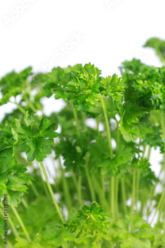 Photo: fresh parsley fresh parsley