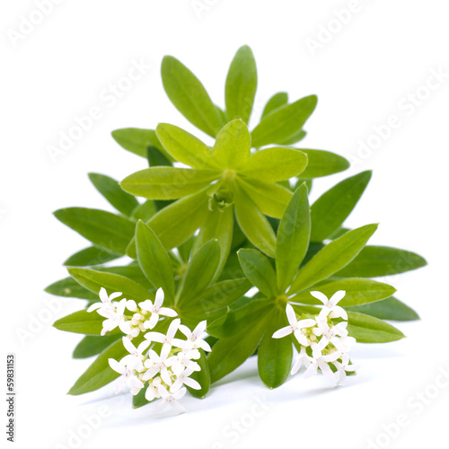 Photo: Waldmeister Waldmeister
