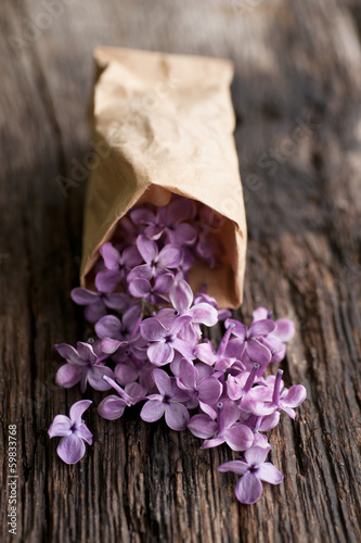 Photo: Comon lilac Comon lilac