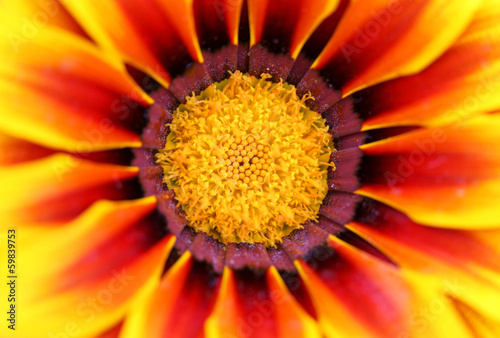 Photo: Zinnia flower background Zinnia flower background