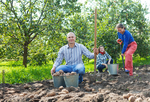 Photo: family harvesting potatoes in garden family harvesting potatoes in garden