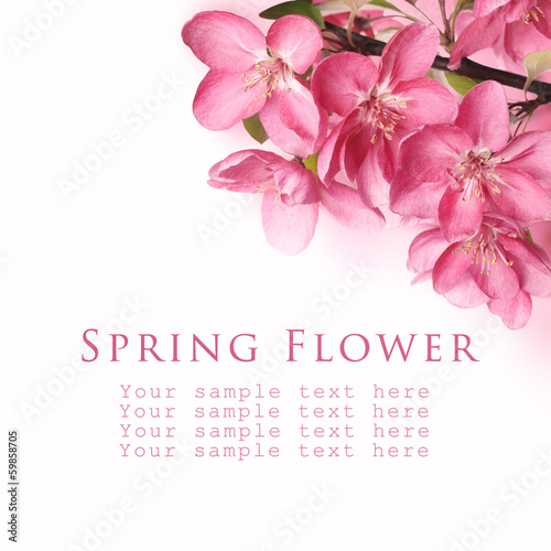 Photo: Apple flower blossom Apple flower blossom