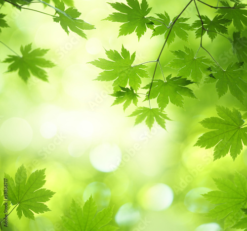 Photo: Green maple leaf Green maple leaf
