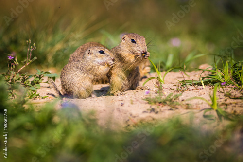 Photo: Ground Squirrel Ground Squirrel