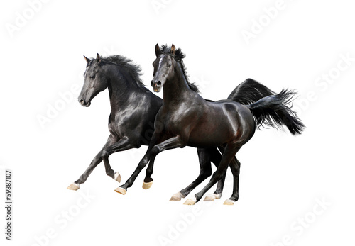 Photo: two black arab horses isolated on white two black arab horses isolated on white