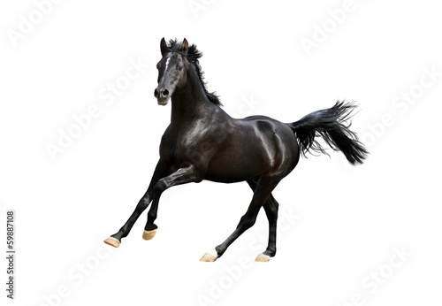 Photo: black arab horse isolated on white black arab horse isolated on white