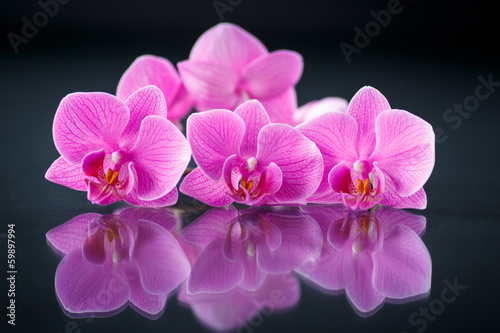 Photo: beautiful branch Phalaenopsis beautiful branch Phalaenopsis