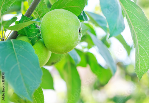 Photo: apples on tree apples on tree