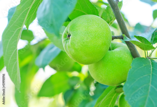 Photo: apples on tree apples on tree
