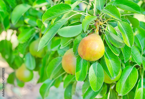 Photo: pear on tree pear on tree