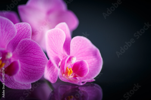 Photo: beautiful Phalaenopsis beautiful Phalaenopsis