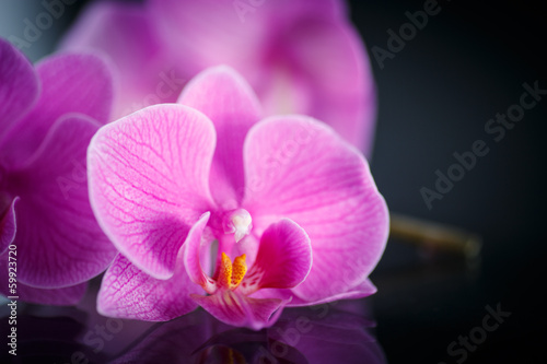 Photo: branch Phalaenopsis branch Phalaenopsis