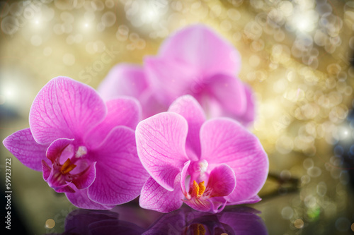 Photo: beautiful branch Phalaenopsis beautiful branch Phalaenopsis