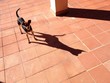 cane randagio cane randagio
