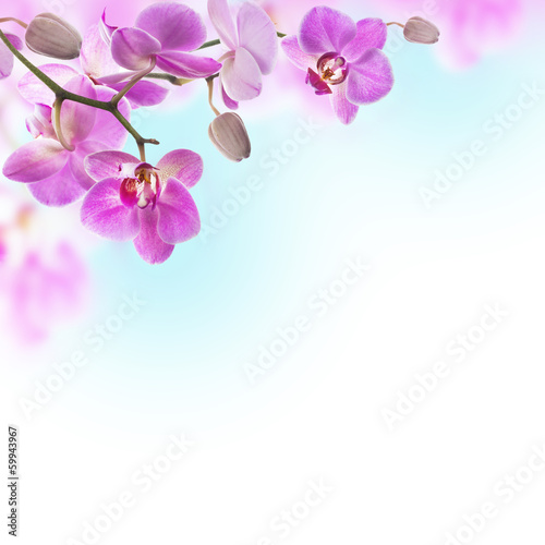 Photo: Floral background of tropical orchids Floral background of tropical orchids