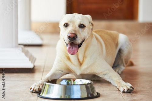 Photo: Hungry dog Hungry dog