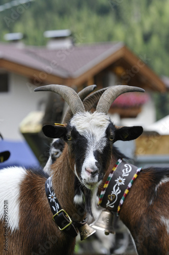 Photo: ziege ziege