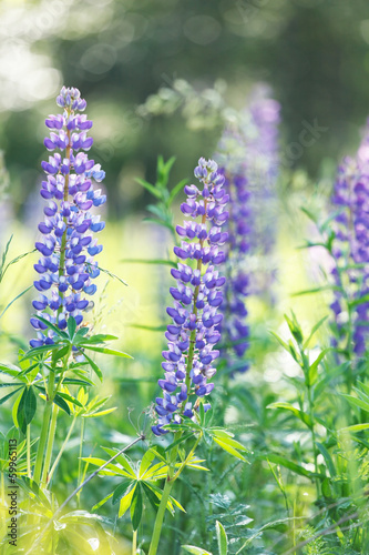 Photo: Wild lupines Wild lupines