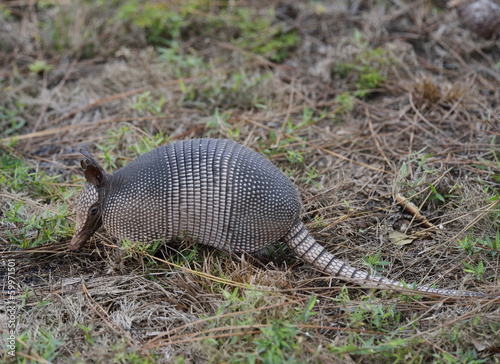 Photo: Armadillo Armadillo