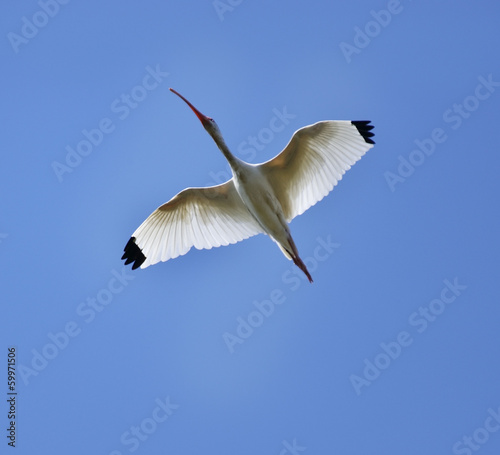 Photo: White Ibis In Flight White Ibis In Flight
