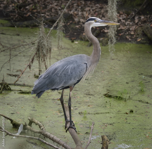 Photo: Blue Heron Blue Heron