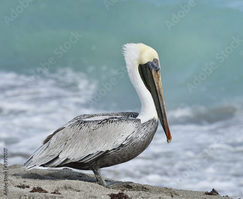Photo: Brown Pelican Brown Pelican